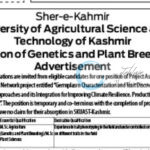 SKUAST-Kashmir Division of Genetics and Plant Breeding Faculty of Agriculture Sopore JRF job opportunities 2025