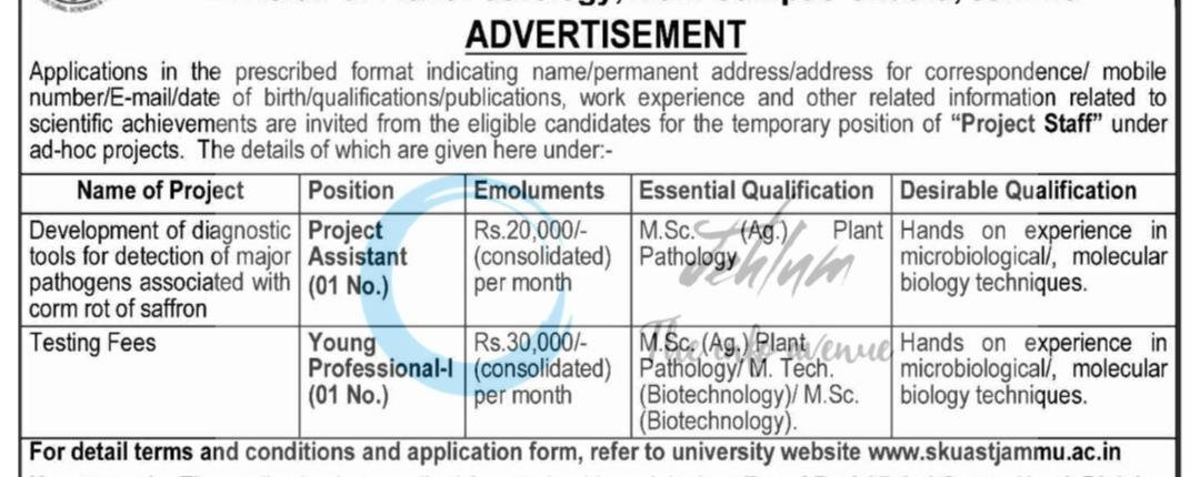 SKUAST Jammu Plant Pathology Project Assistant Young Professional I job opportunities walk in 2026